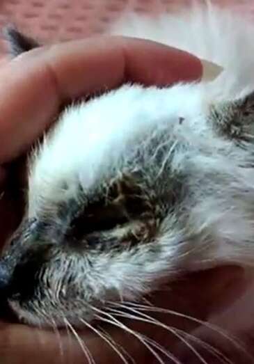 La gatita siamesa hallada en el interior del contenedor/TA.